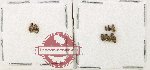 Bruchidae Scientific lot no. 45 (8 pcs)