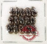 Scientific lot no. 634 Chrysomelidae (15 pcs)