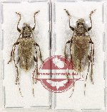 Scientific lot no. 325 Cerambycidae (2 pcs - 1 pc A-)