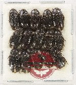 Dermestidae Scientific lot no. 18 (15 pcs)
