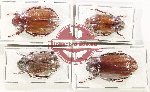 Scientific lot no. 248 Melolonthinae (4 pcs)