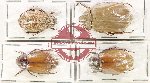 Scientific lot no. 247 Melolonthinae (4 pcs)