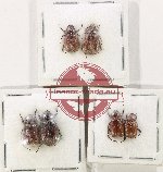 Scientific lot no. 251 Melolonthinae (6 pcs)