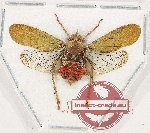 Neolieftinckana sp. 1 (A-)