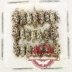 Scientific lot no. 1006 Curculionidae (22 pcs)