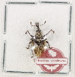 Curculionidae sp. 168