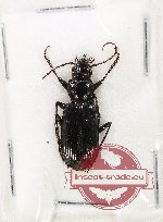 Carabidae sp. 66 (A2)