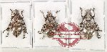 Scientific lot no. 329 Cerambycidae (3 pcs)