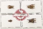 Scientific lot no. 330 Cerambycidae (4 pcs - 2 pcs A2)