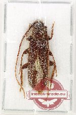Cerambycidae sp. 90B (AA-)