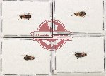 Scientific lot no. 894 Carabidae (Lebiinae) (4 pcs)