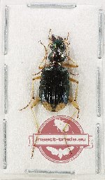 Chlaenius sp. 11