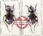 Scientific lot no. 900 Carabidae (Sphodristocarabus janthinus dvorshaki) (2 pcs A-)