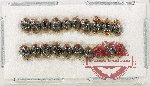 Scientific lot no. 144 Coccinelidae (20 pcs)