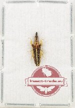 Heteroptera sp. 86 (A-)
