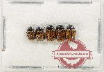 Scientific lot no. 635 Chrysomelidae (5 pcs)