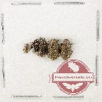 Scientific lot no. 1008 Curculionidae (5 pcs)