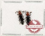Scientific lot no. 40 Languridae (2 pcs)