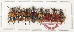 Scientific lot no. 76 Meloidae (8 pcs)