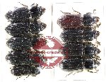 Scientific lot no. 188 Pasalidae (9 pcs)