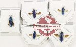 Scientific lot no. 28 Chrysididae (5 pcs A, A-, A2)