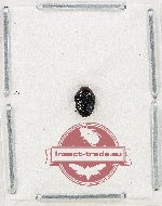 Trachyni sp. 2