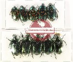 Scientific lot no. 59 Cetoniidae (10 pcs A-, A2)