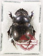 Coprini sp. 3 (5 pcs)