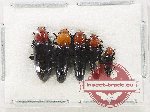 Scientific lot no. 42 Languridae (5 pcs)