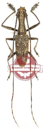 Gnoma thomsoni (A2)