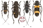 Purpuricenus quadrinotatus (A2)