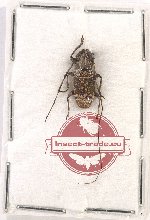 Epepeotes timorensis (A2)