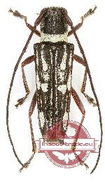 Glenea bisbivittata