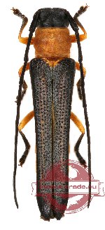 Oberea walkeri (A2)