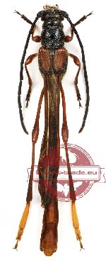 Necydalis atricornis Niisato et Ohbayashi (3 pcs A-/A2)