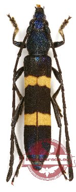 Anubis inermis