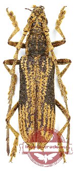 Xoanodera javana Schwarzer