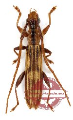 Syllitus sp. 2 (A-)