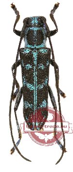 Pareutetrapha nigrimaculata Breuning, 1952