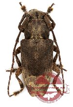 Lamiinae sp. 5 (2 pcs)