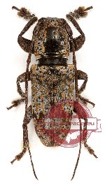 Lamiinae sp. 2 (5 pcs)
