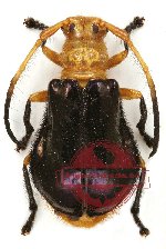 Plaxomicrus ellipticus (A-)