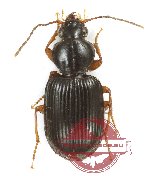 Carabidae sp. 65