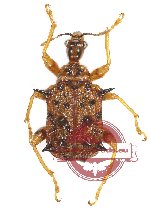 Attelabidae sp. 7 (A2)