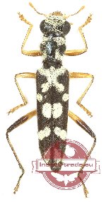 Callimerus sp. 12 (5 pcs)