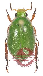 Mimela passerinii