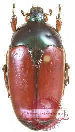 Poecilopharis femorata bicolorata (5 pcs)
