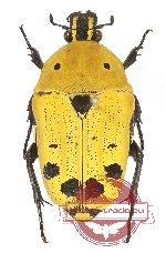 Euchroea auripigmenta (A2)