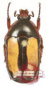 Taeniesthes specularis (A2)