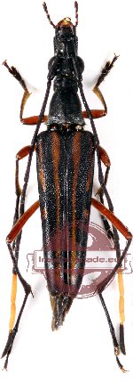 Parastrangalis distinguenda (A-)